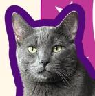 Candidate picture